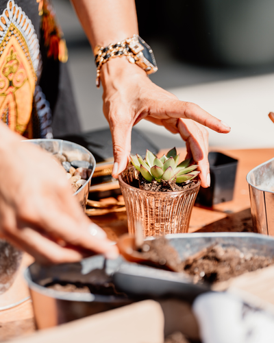 01/25 | Sip & Succulents | 2-4 pm